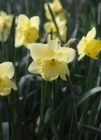 Narcissus 'St Patricks day' plants in flower