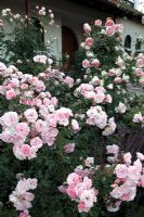 Front garden with Rosa 'Eden Rose' and Rosa 'Bonica 82'