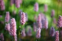 Polygonum bistorta