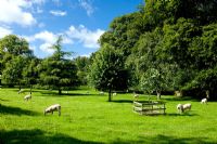 Sheep grazing at Gresgarth Hall, Lancashire