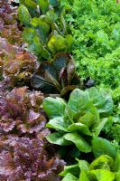 Rows of salad leaves in the Kitchen Garden at West Dean. Lettuce 'Red Velvet', Radichio 'Rosa di Treviso' and Endive