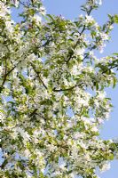 Malus 'Comtesse de Paris' syn. 'Comptessa de Paris' in blosssom against a blue sky - Crab apple