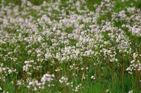 Cardamine pratensis - Cuckoo Flower in meadows at Gardd Fotaneg Genedlaethol Cymru - National Botanic Garden of Wales