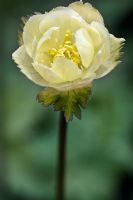 Trollius 'Alabaster' - Globeflower
