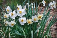 Narcissus poeticus - Poet's Daffodil, Pheasant's Eye