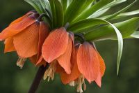 Fritillaria imperialis -  Crown Imperial or Kaisers Crown