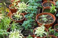 Young plants overwintered in pots in a cold frame in Spring