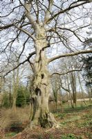 Mature Beech tree - Fagus sylvatica