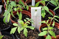Young Tomato plants in greenhouse propagator showing thermometer, Norfolk, UK, April
