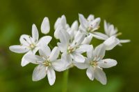 Allium cowanii