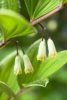 Polygonatum multiflorum 'Variegatum' 