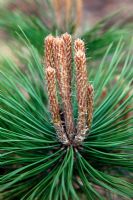 Pinus densiflora 'Low Grow' syn. Pinus densiflora 'Low Glow' new growth