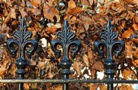 Fagus sylvatica - Beech hedge behind wrought iron railings