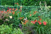 Hemerocallis  'Little Joy', Crocosmia 'Lucifer', Berberis thunbergii 'Atropurpureum',  Pennisetum setaceum Rubrum, Dahlia and Hedera helix