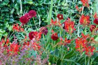 Berberis thunbergii 'Atropurpureum', Crocosmia 'Lucifer', Dahlia