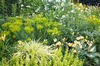 Hosta 'Dream Weaver', Euphorbia seguieriana ssp. niciana, Hakonechloa macra 'Aureola',  Origanum vulgare 'Aureum', Hemerocallis, Centranthus ruber 'Alba'