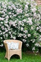 Rosa 'Paul's Himalayan Musk', wicker seat