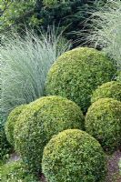 Buxus sempervirens - Box balls, Miscanthus sinensis 'Morning Light'