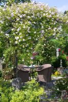 Metal gazebo over patio with wicker seats, Alchemilla mollis, Rosa 'Paul's Himalayan Musk'