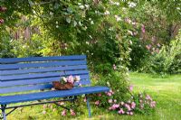 Blue wooden bench next to Rosa 'Helenae' and Rosa 'Raubritter'