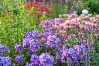 Monarda 'Cherokee', Phlox paniculata 'Blue Paradise', Agastache foeniculum