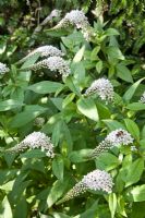 Lysimachia clethroides