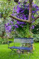 Blue wooden bench under Apple tree with Clematis 'Jackmanii'