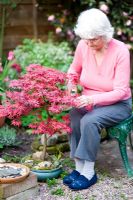 Garden owner, Mary Eastwood, pruning an acer in her garden - 35 Heyes Lane