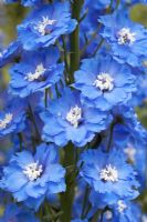 Delphinium elatum 'Langdon's Blue Lagoon'