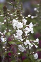 Phlox 'Omega'