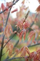 Aesculus x neglecta 'Erythroblastos'