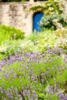 Lavender - Kiftsgate Court Garden, Chipping Campden, Gloucestershire, UK