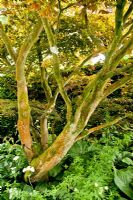 Acer palmatum 'Atropurpureum' - Kiftsgate Court Garden, Chipping Campden, Gloucestershire, UK