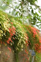 Moist temperate zone in The Glasshouse at RHS Wisley, UK