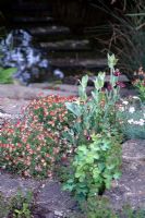 Anthyllis Vulneraria var. Coccineus - Cantax House, Wiltshire.