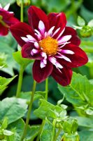 Dahlia 'Night Butterfly', Collarette Dahlia