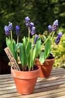 Terracotta pots of Muscari latifolium 'Two Tone Blue' on a wooden bench
