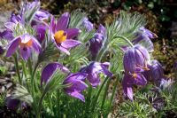 Pulsatilla vulgaris - Pasque flower in April