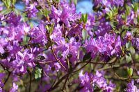 Rhododendron augustinii flowering in April