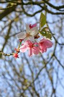 Pink blossom of Prunus x juddii