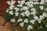 Androsace villosa - Rock Jasmine