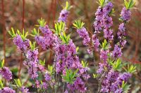 Daphne mezereum flowering in March 