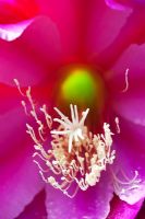 Epiphyllum 'Whatta Dream' - Cactus flower