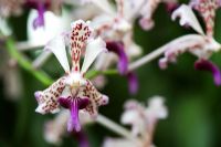 Vanda triclour var. suavis - The Soft Vanda Orchid