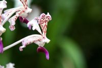 Vanda triclour var. suavis - The Soft Vanda orchid