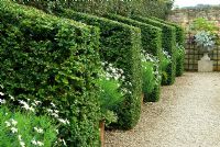Buxus - Box buttresses alternate with pots of white flowered Argyranthemums in the White Garden. Bourton House, Bourton-on-the-Hill, Moreton-in-Marsh, Glos, UK