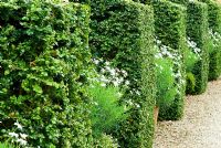 Buxus - Box buttresses alternate with pots of Argyranthemums - Marguerites, in the White Garden. Bourton House, Bourton-on-the-Hill, Moreton-in-Marsh, Glos, UK