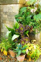 Collection of pots containing Succulents, Cacti, Ferns, Cuphea, Begonia and Aspidistra. Bourton House, Bourton-on-the-Hill, Moreton-in-Marsh, Glos, UK