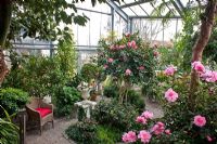 Camellias in the glasshouse with subtropical climate, Begonias in an urn on a plinth and a gravel path with stepping stones winds through the planting. Other planting includes Cinnanomum camphora, Grevillea robusta, Pittosporum tobira nana and Skimmia japonica. The climate fits tender evergreen shrubs - Wintergarten, Germany