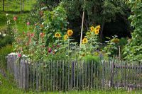 Annuals including Helianthus, Malva sylvestris and vegetables with rustic slate fence in a typical German rural garden